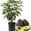 Hass Avocado Tree Live Plant – 3-3.5 ft Tall, Cold Hardy, 3 Gallon Pot - Image 1