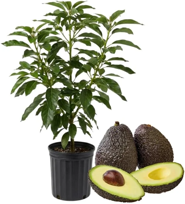 Hass Avocado Tree Live Plant – 3-3.5 ft Tall, Cold Hardy, 3 Gallon Pot - Image 1