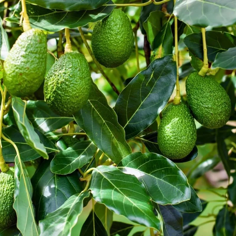 Hass Avocado Tree Live Plant 8-16" Tall Seedling - Half Gallon Pot, Indoor/Outdoor - Image 2