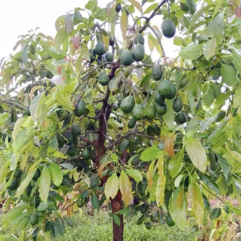 Hass Avocado Tree Live Plant 8-16" Tall Seedling - Half Gallon Pot, Indoor/Outdoor - Image 5