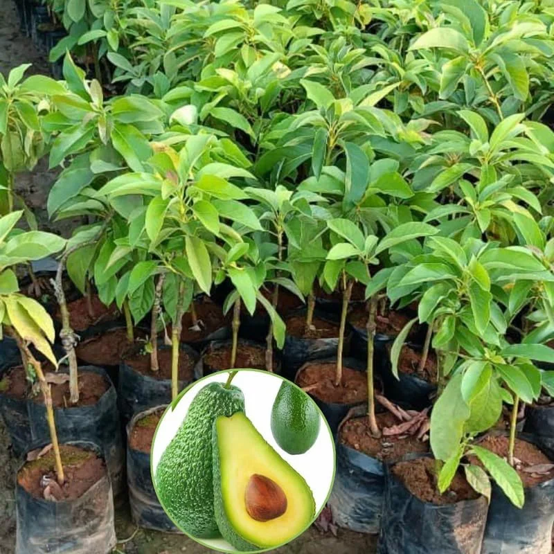 Hass Avocado Tree Live Plant 8-16" Tall Seedling - Half Gallon Pot, Indoor/Outdoor - Image 7