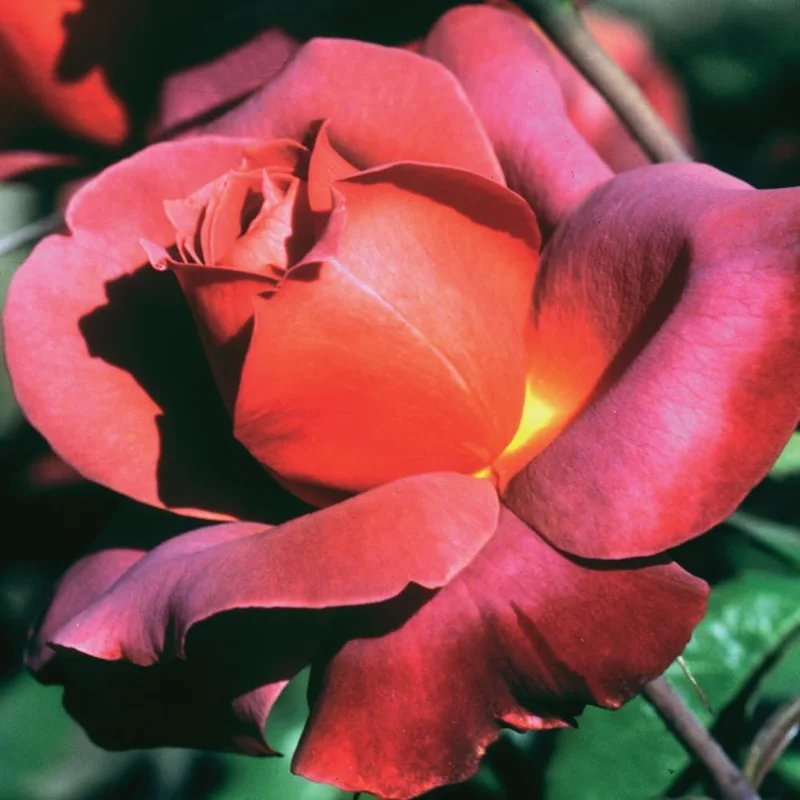 Heirloom Delight Rose Bush Live Plant - Hybrid Tea, Fragrant Flowers, 5-10 Inch Tall - Image 3