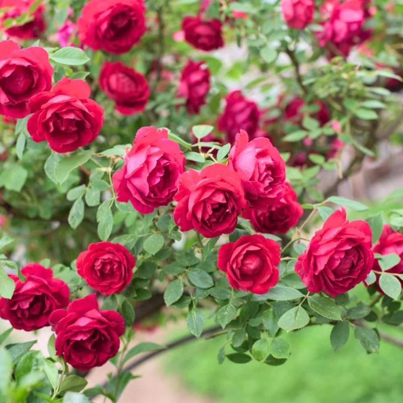 Heirloom Delight Rose Bush Live Plant - Hybrid Tea, Fragrant Flowers, 5-10 Inch Tall - Image 4