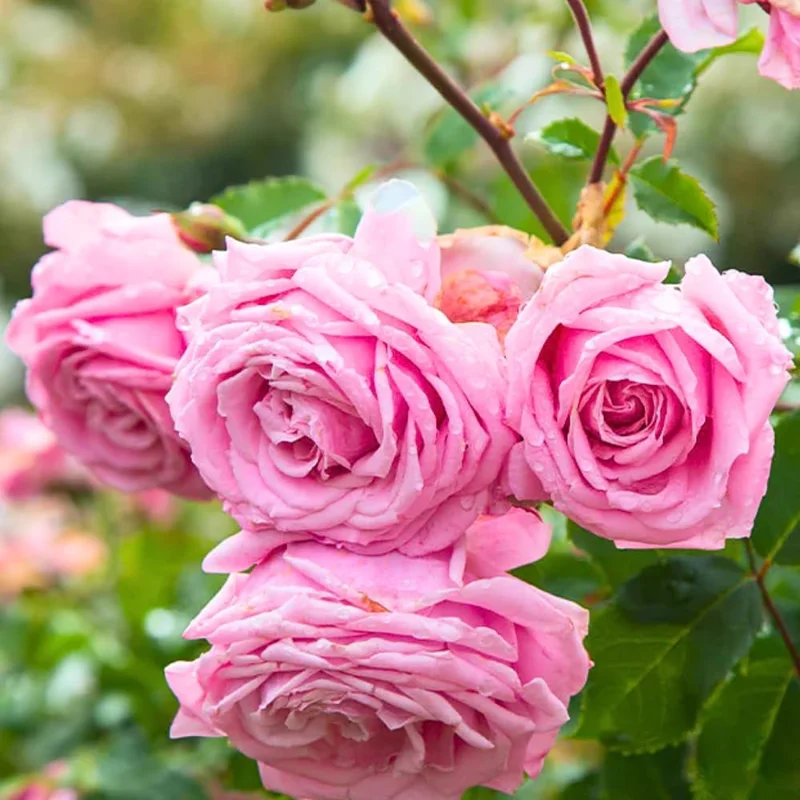 Heirloom Delight Rose Bush Live Plant - Hybrid Tea, Fragrant Flowers, 5-10 Inch Tall - Image 1