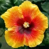 Hibiscus Live Plant – Hardy Luna Mixed Color – 6-8 Inch Tall Perennial Flower – Outdoor - Image 1