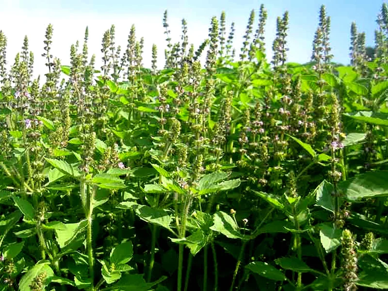 Holy Basil Seeds - Vana Tulsi Medicinal Herb Seeds - Organic, Heirloom, 30+ Seeds - Image 2