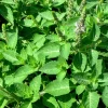 Holy Basil Seeds - Vana Tulsi Medicinal Herb Seeds - Organic, Heirloom, 30+ Seeds - Image 3
