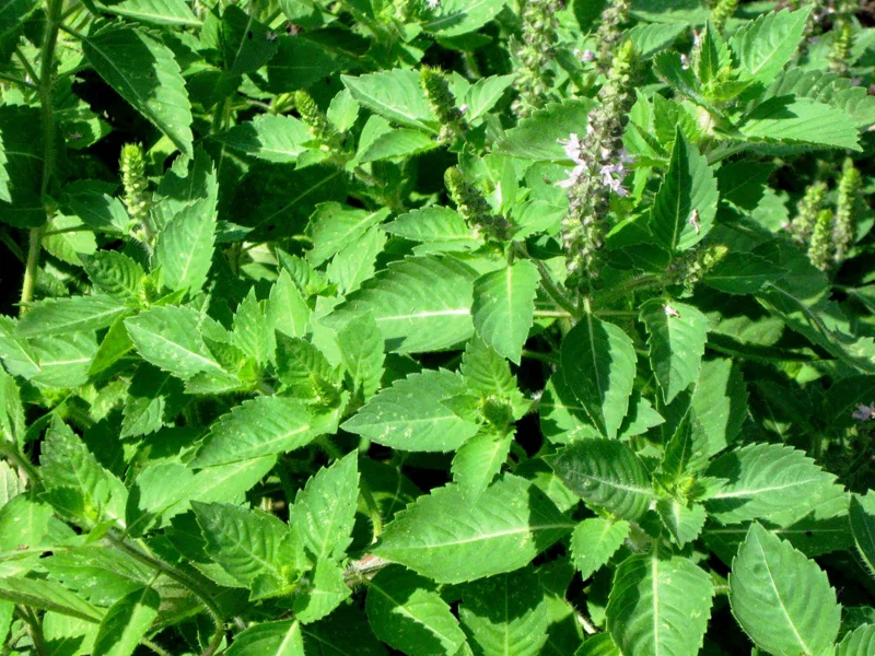 Holy Basil Seeds - Vana Tulsi Medicinal Herb Seeds - Organic, Heirloom, 30+ Seeds - Image 3
