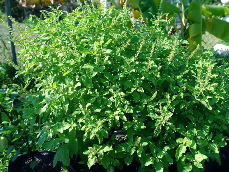 Holy Basil Seeds - Vana Tulsi Medicinal Herb Seeds - Organic, Heirloom, 30+ Seeds - Image 4