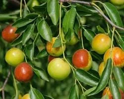 Honey Jar Jujube Live Tree - 2 ft Tall Grafted Plant in 6" Pot - Image 2