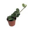 Hope Peperomia Live Plant – Easy Care Houseplant – 2.5 inch Pot – Indoor - Image 1