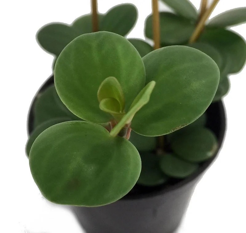 Hope Peperomia Live Plant – Easy Care Houseplant – 2.5 inch Pot – Indoor - Image 2