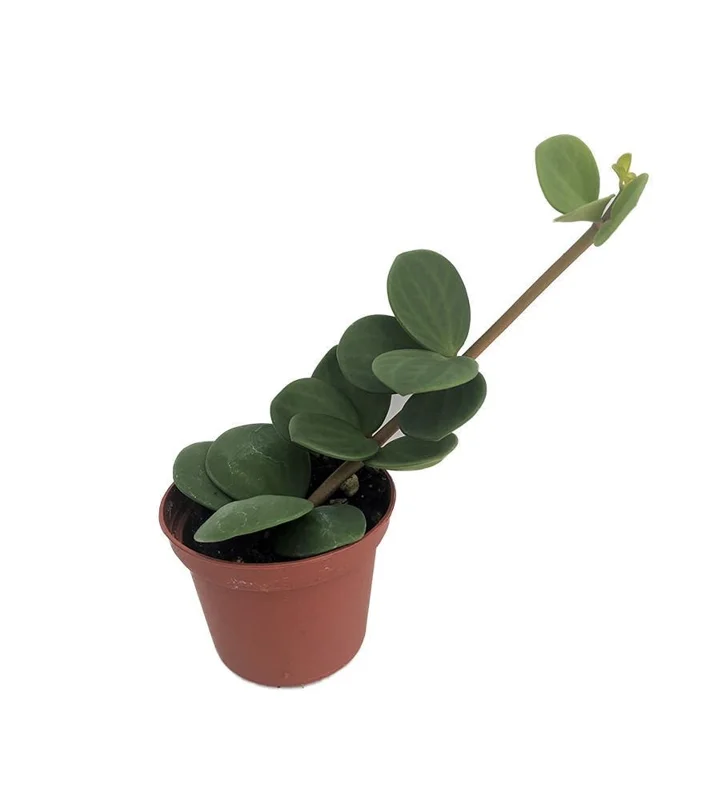 Hope Peperomia Live Plant – Easy Care Houseplant – 2.5 inch Pot – Indoor - Image 1