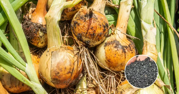 How to Grow Potato Onions From True Seeds: A Step-by-Step Guide