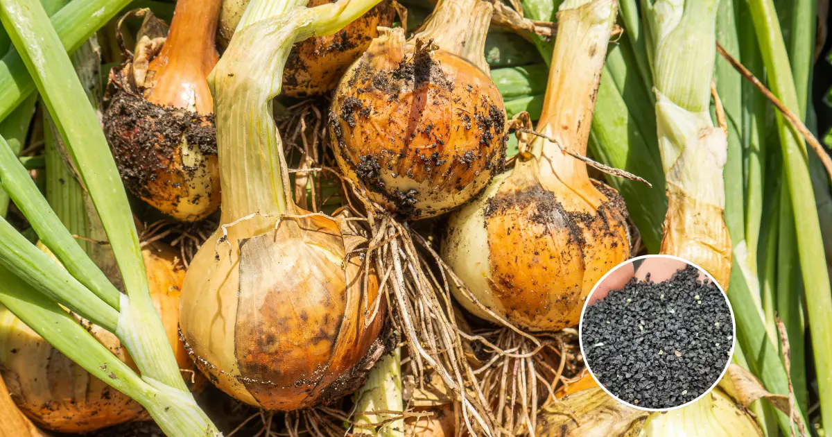 How to Grow Potato Onions From True Seeds: A Step-by-Step Guide