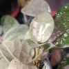 Hoya Lacunosa 'Silver Mint Coin' Live Plant – 2 inch Pot – Indoor Houseplant - Image 1