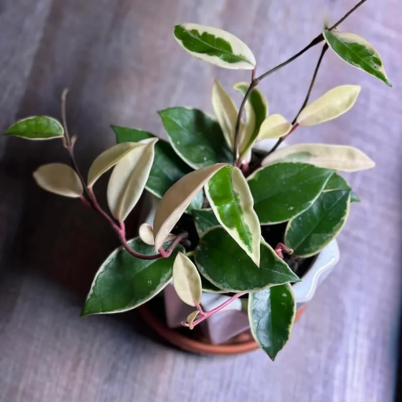 Hoya Tricolor Carnosa Live Plant – 4 to 5 Inches Vining Houseplant – No Pot - Image 2