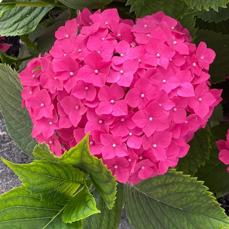 Hydrangea Live Plant, 5-10" Shrub Bush, Blue Purple to Pink Color-Changing Blooms, Outdoor - Image 12