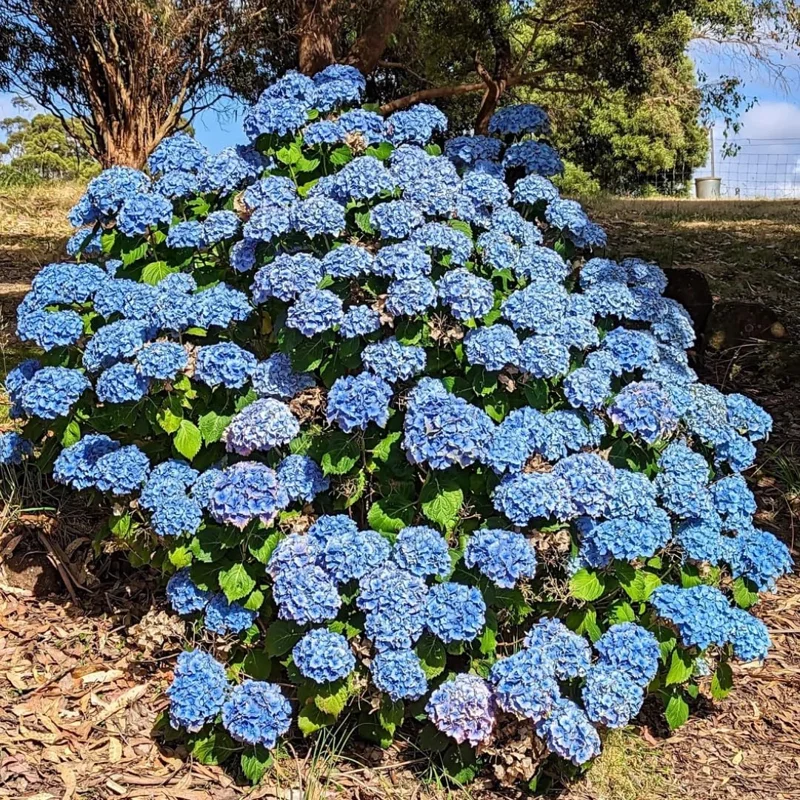 Hydrangea Live Plant, 5-10" Shrub Bush, Blue Purple to Pink Color-Changing Blooms, Outdoor - Image 2