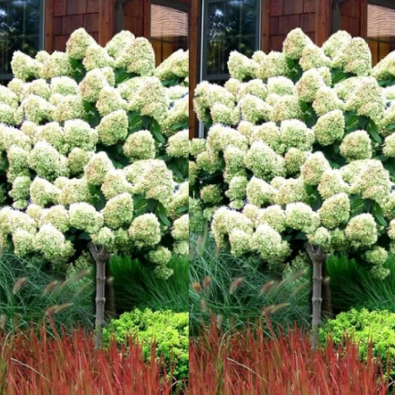 Hydrangea Live Plant, 5-10" Shrub Bush, Blue Purple to Pink Color-Changing Blooms, Outdoor - Image 3