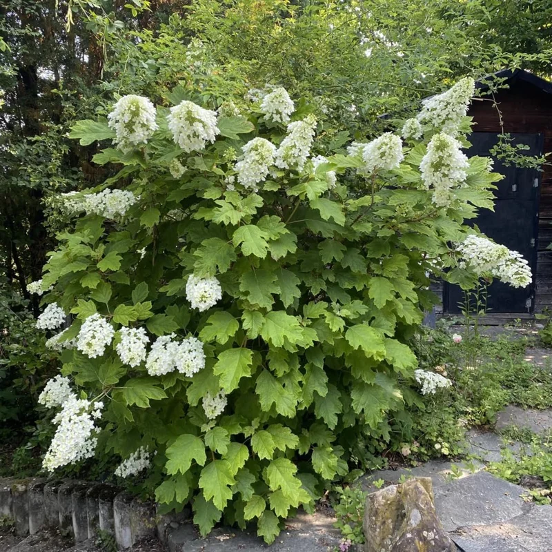 Hydrangea Live Plant, 5-10" Shrub Bush, Blue Purple to Pink Color-Changing Blooms, Outdoor - Image 4