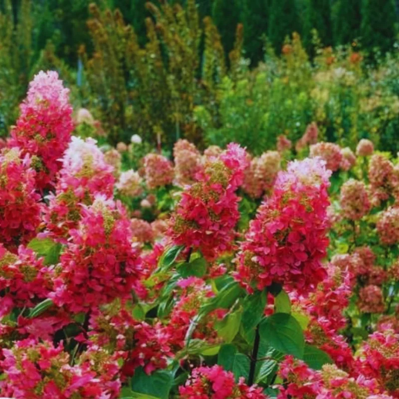 Hydrangea Live Plant, 5-10" Shrub Bush, Blue Purple to Pink Color-Changing Blooms, Outdoor - Image 5