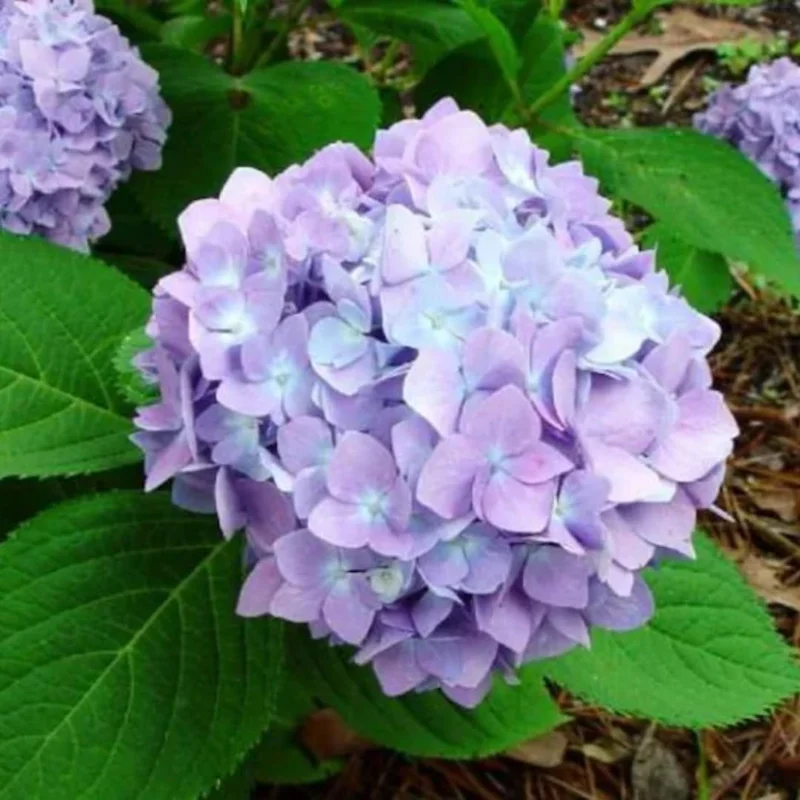 Hydrangea Live Plant, 5-10" Shrub Bush, Blue Purple to Pink Color-Changing Blooms, Outdoor - Image 7