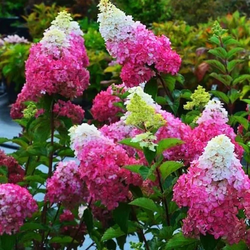Hydrangea Live Plant, 5-10" Shrub Bush, Blue Purple to Pink Color-Changing Blooms, Outdoor - Image 8