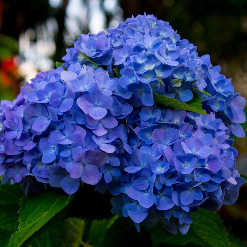 Hydrangea Live Plant, 5-10" Shrub Bush, Blue Purple to Pink Color-Changing Blooms, Outdoor - Image 9