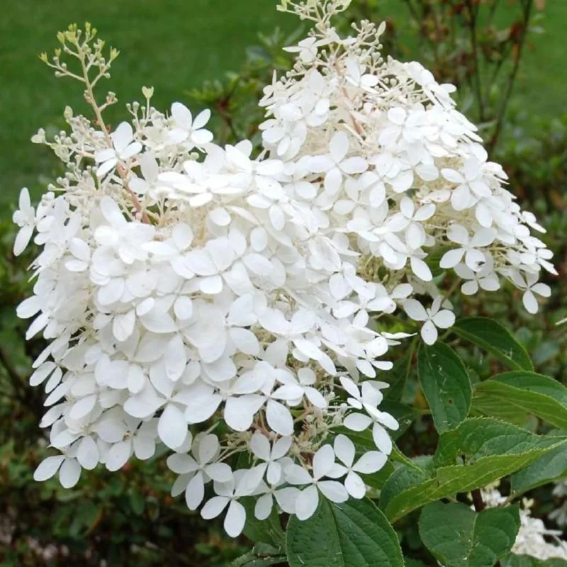 Hydrangea Live Plant Bush Shrub for Planting, 1 Year Old Hydrangea Tree Plant for Outdoor Planting, Change Color Flower Blooms (Pink to White) - Image 2