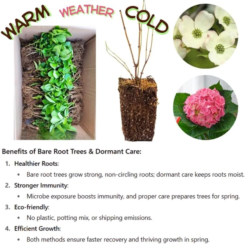 Hydrangea Live Plant Bush Shrub for Planting, 1 Year Old Hydrangea Tree Plant for Outdoor Planting, Change Color Flower Blooms (Pink to White) - Image 3