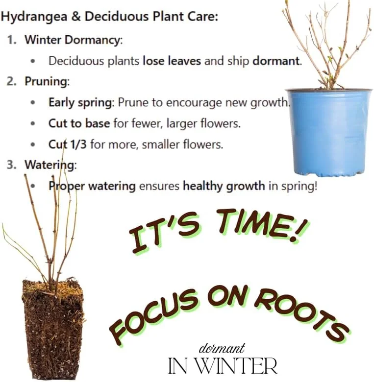 Hydrangea Live Plant Bush Shrub for Planting, 1 Year Old Hydrangea Tree Plant for Outdoor Planting, Change Color Flower Blooms (Pink to White) - Image 4