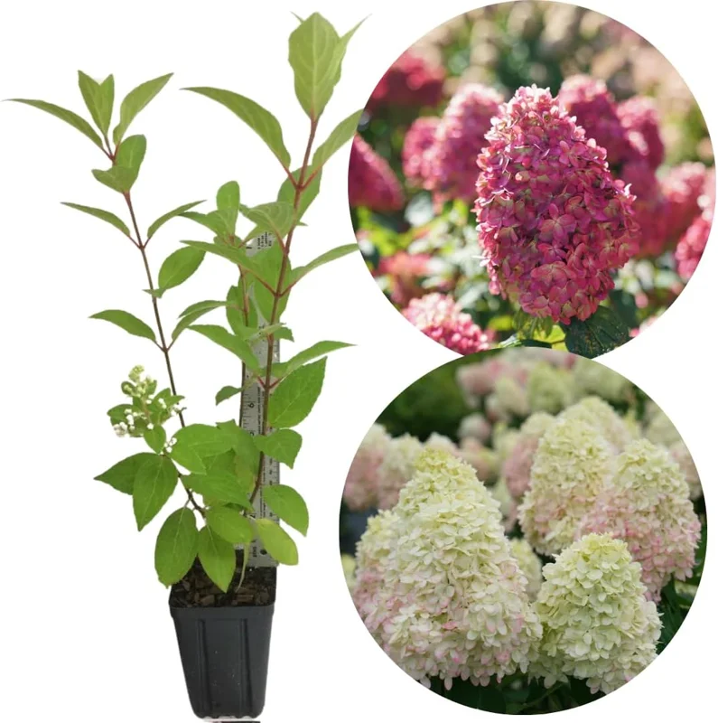 Hydrangea Live Plant Bush Shrub for Planting, 1 Year Old Hydrangea Tree Plant for Outdoor Planting, Change Color Flower Blooms (Pink to White) - Image 5