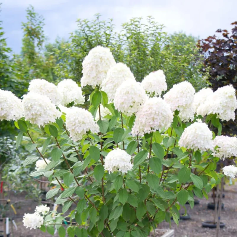 Hydrangea Live Plant Bush Shrub for Planting, 1 Year Old Hydrangea Tree Plant for Outdoor Planting, Change Color Flower Blooms (Pink to White) - Image 6