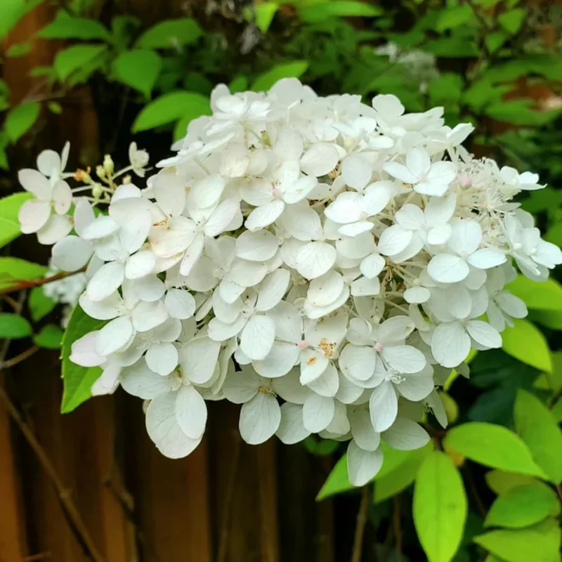 Hydrangea Live Plant Bush Shrub for Planting, 1 Year Old Hydrangea Tree Plant for Outdoor Planting, Change Color Flower Blooms (Pink to White) - Image 7