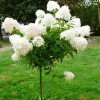 Hydrangea Live Plant Bush Shrub for Planting, 1 Year Old Hydrangea Tree Plant for Outdoor Planting, Change Color Flower Blooms (Pink to White) - Image 1