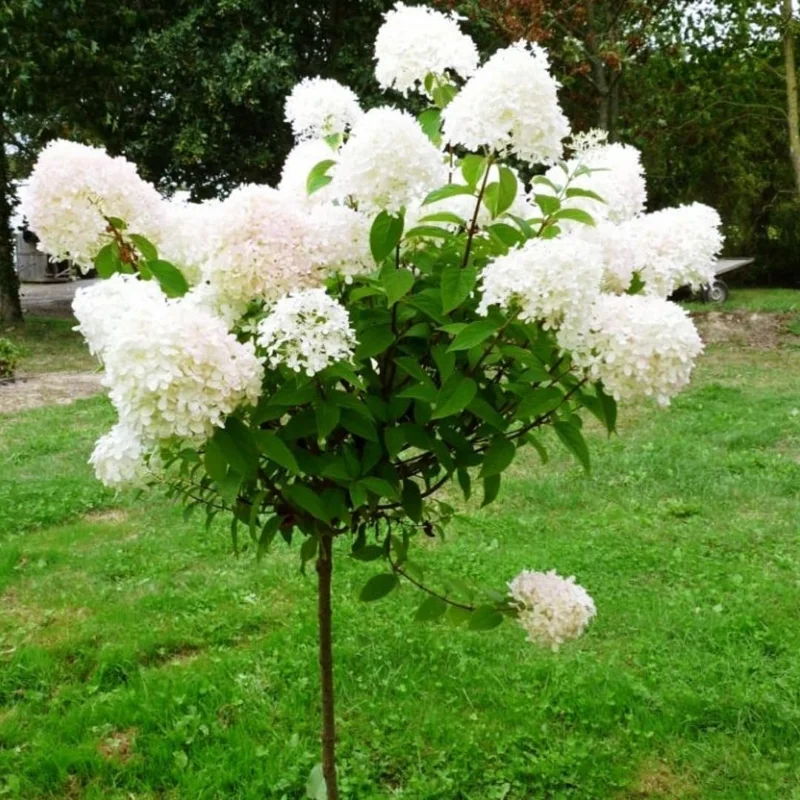 Hydrangea Live Plant Bush Shrub for Planting, 1 Year Old Hydrangea Tree Plant for Outdoor Planting, Change Color Flower Blooms (Pink to White) - Image 1