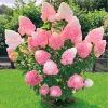 Hydrangea Live Plants – Set of 2 Rooted Cuttings 1-2 ft Tall – Pink White Hydrangea Bush for Outdoor Landscaping - Image 1