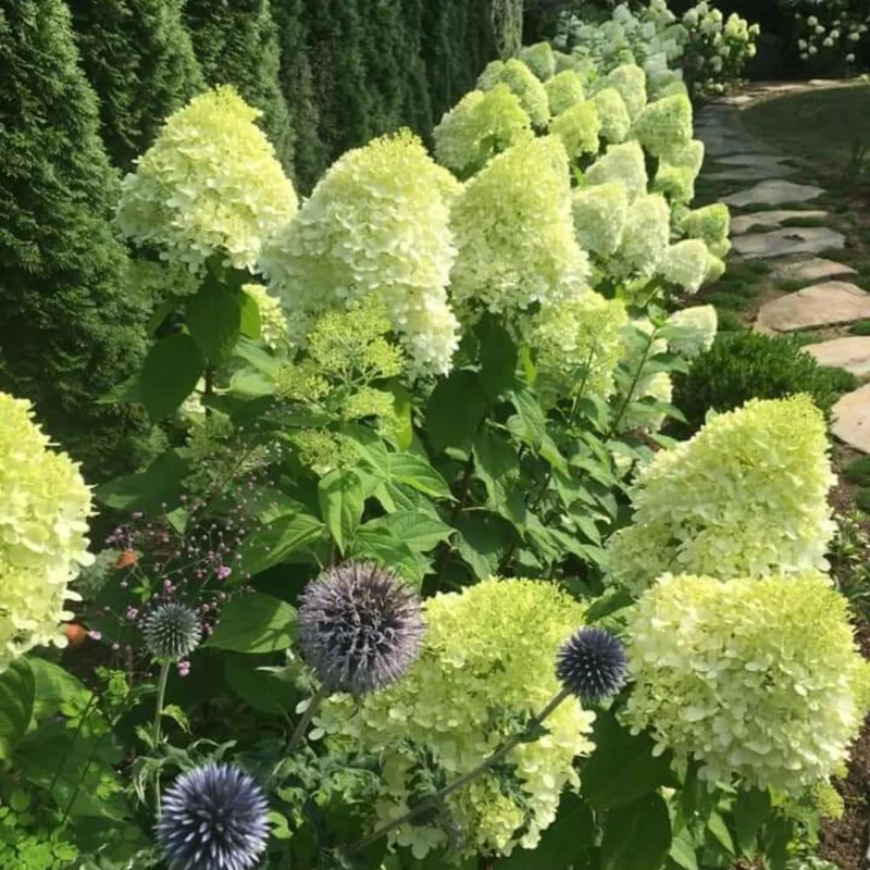 Hydrangea Live Plants – Set of 2 Rooted Cuttings 1-2 ft Tall – Pink White Hydrangea Bush for Outdoor Landscaping - Image 2