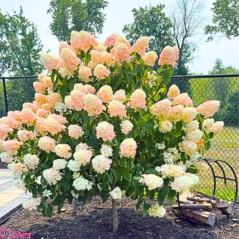 Hydrangea Shrub Live Plant – White to Pink Blooms, 5-11 Inch Tall, Outdoor - Image 6
