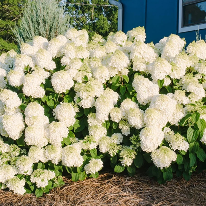 Hydrangea Shrub Live Plant – White to Pink Blooms, 5-11 Inch Tall, Outdoor - Image 9