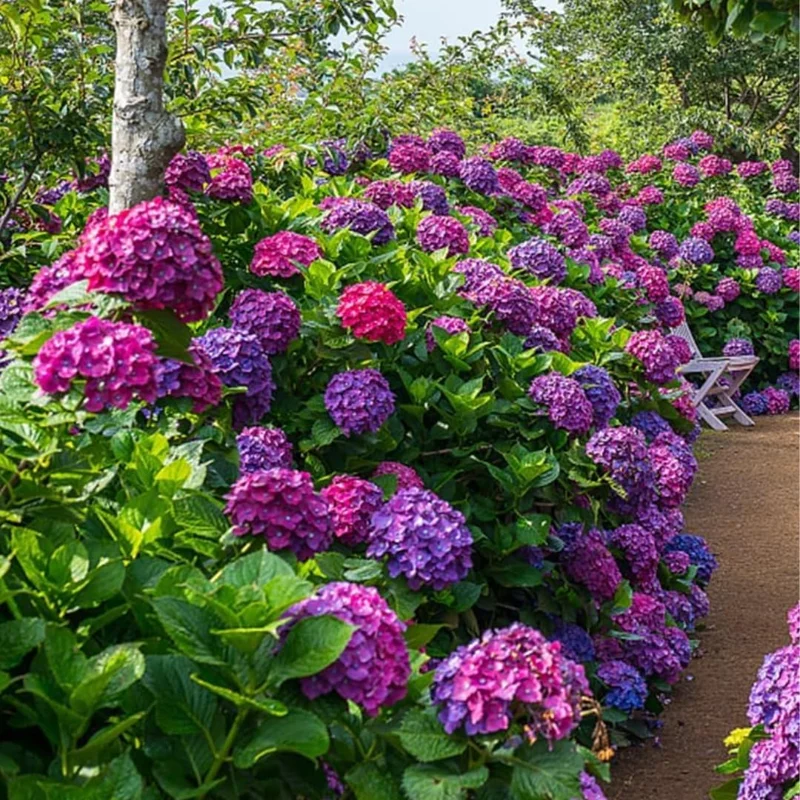 Hydrangea Shrub Live Plant – White to Pink Blooms, 5-11 Inch Tall, Outdoor - Image 1