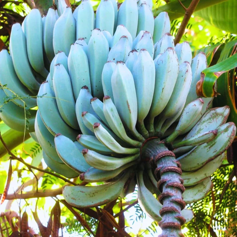 Ice Cream Banana Plant Live - Blue Banana Tree Seedling - 5 to 8 Inch Tall - Image 1