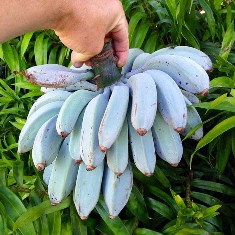 Ice Cream Banana Plant Live - Blue Banana Tree Seedling - 5 to 8 Inch Tall - Image 2