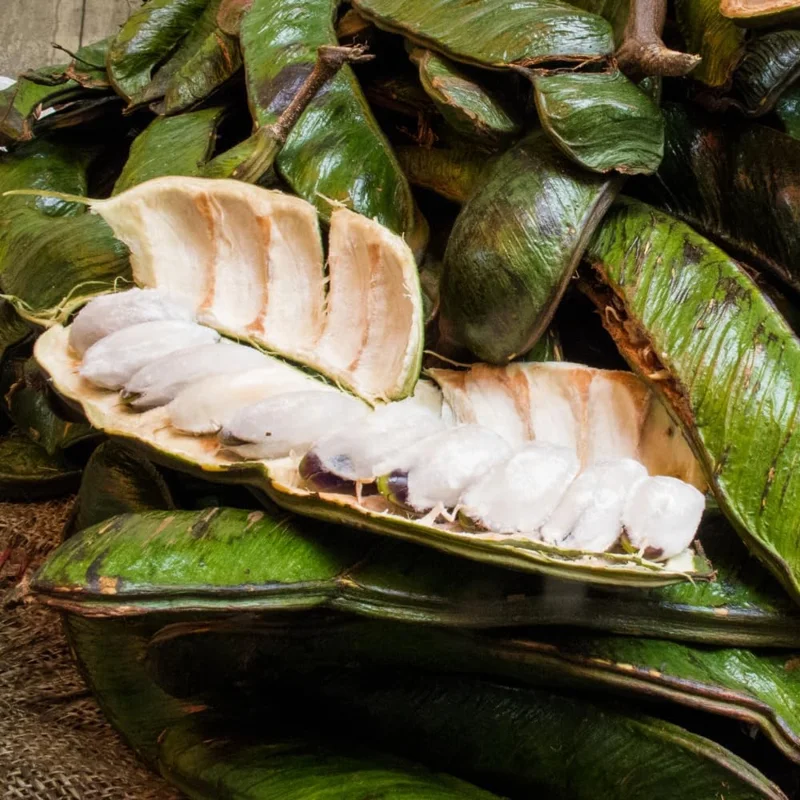 Ice Cream Bean Tree Live Plant, 2-3 Ft Tall, 1 Gallon Pot, Inga Edulis, Sweet Tropical Fruit Tree - Image 2