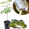 Ice Cream Bean Tree Live Plant, 2-3 Ft Tall, 1 Gallon Pot, Inga Edulis, Sweet Tropical Fruit Tree - Image 1