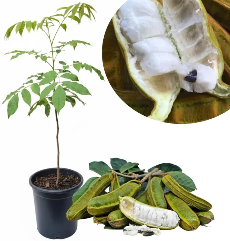 Ice Cream Bean Tree Live Plant, 2-3 Ft Tall, 1 Gallon Pot, Inga Edulis, Sweet Tropical Fruit Tree - Image 1