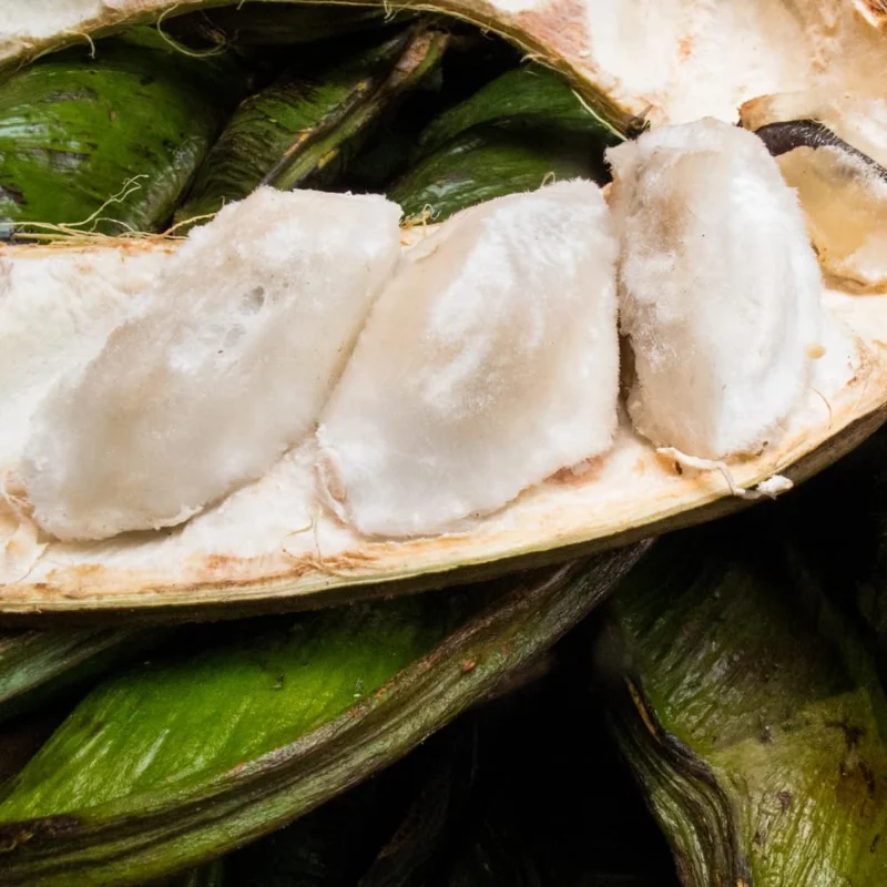 Ice Cream Bean Tree Live Plant, 2-3 Ft Tall, 1 Gallon Pot, Inga Edulis, Sweet Tropical Fruit Tree - Image 3