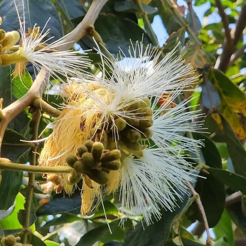 Ice Cream Bean Tree Live Plant, 2-3 Ft Tall, 1 Gallon Pot, Inga Edulis, Sweet Tropical Fruit Tree - Image 4