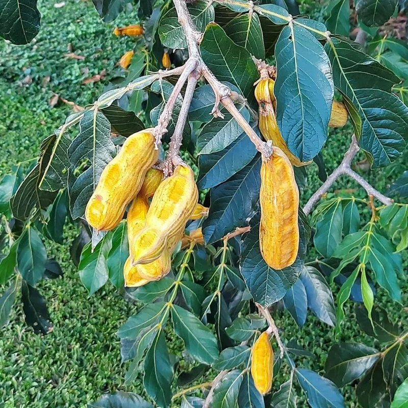 Ice Cream Bean Tree Live Plant, 2-3 Ft Tall, 1 Gallon Pot, Inga Edulis, Sweet Tropical Fruit Tree - Image 5